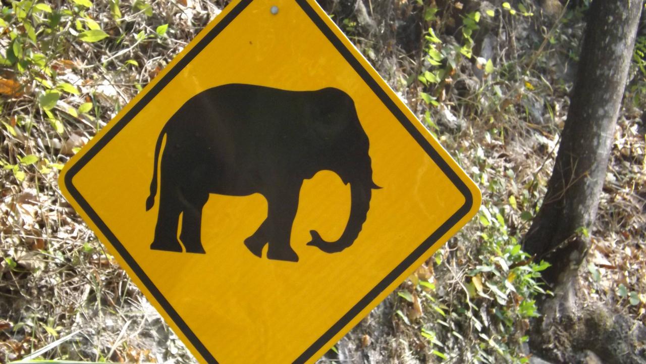 Attention aux Elephants (1)