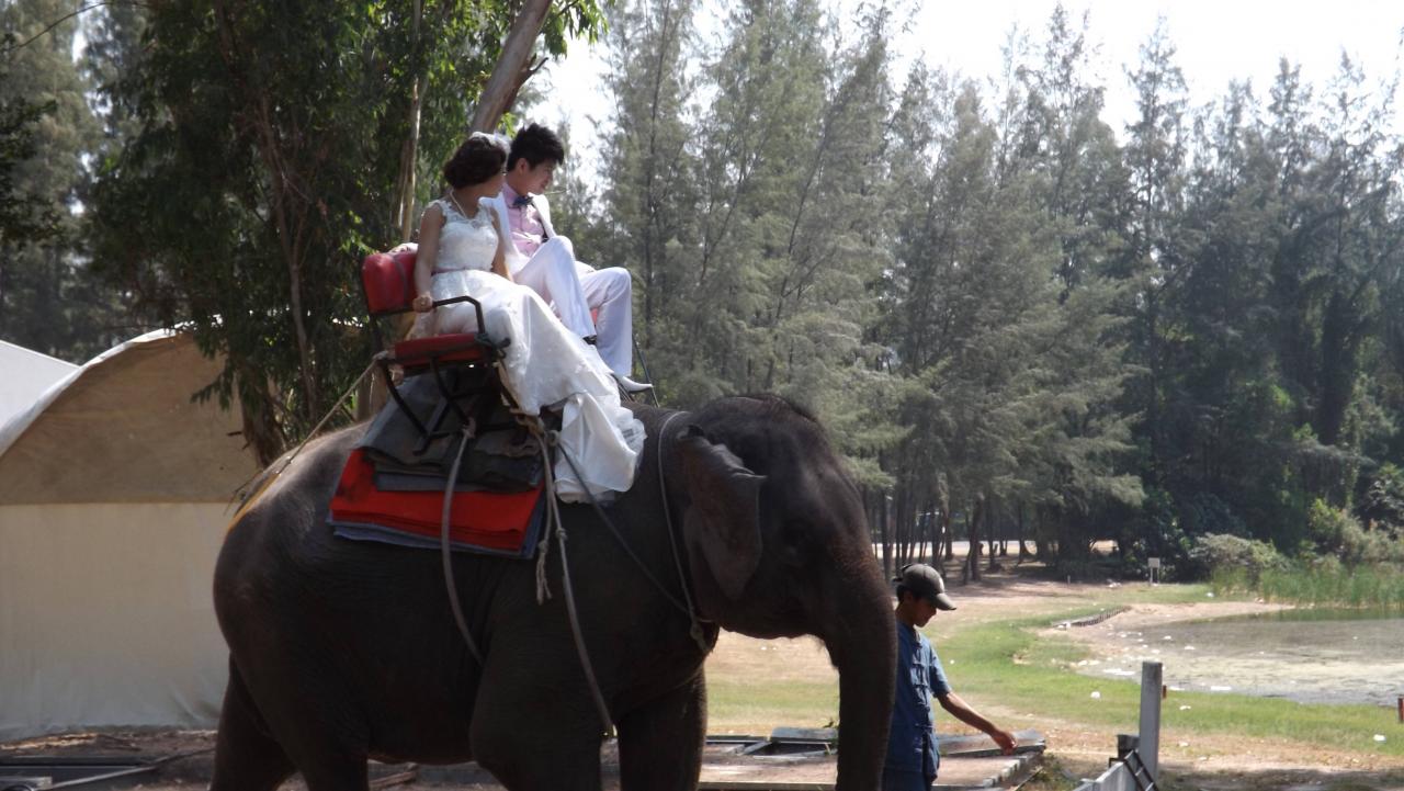 Attention aux Elephants (2)