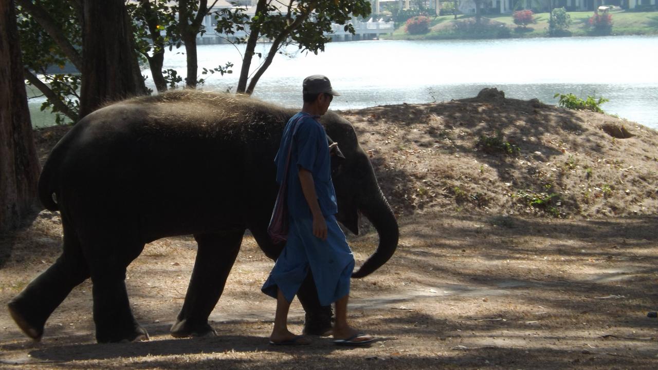 Attention aux Elephants (3)