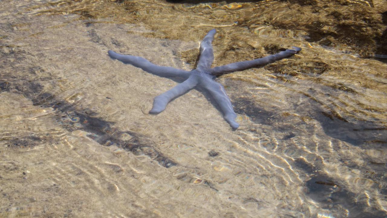 Yanui Beach etoile de mer